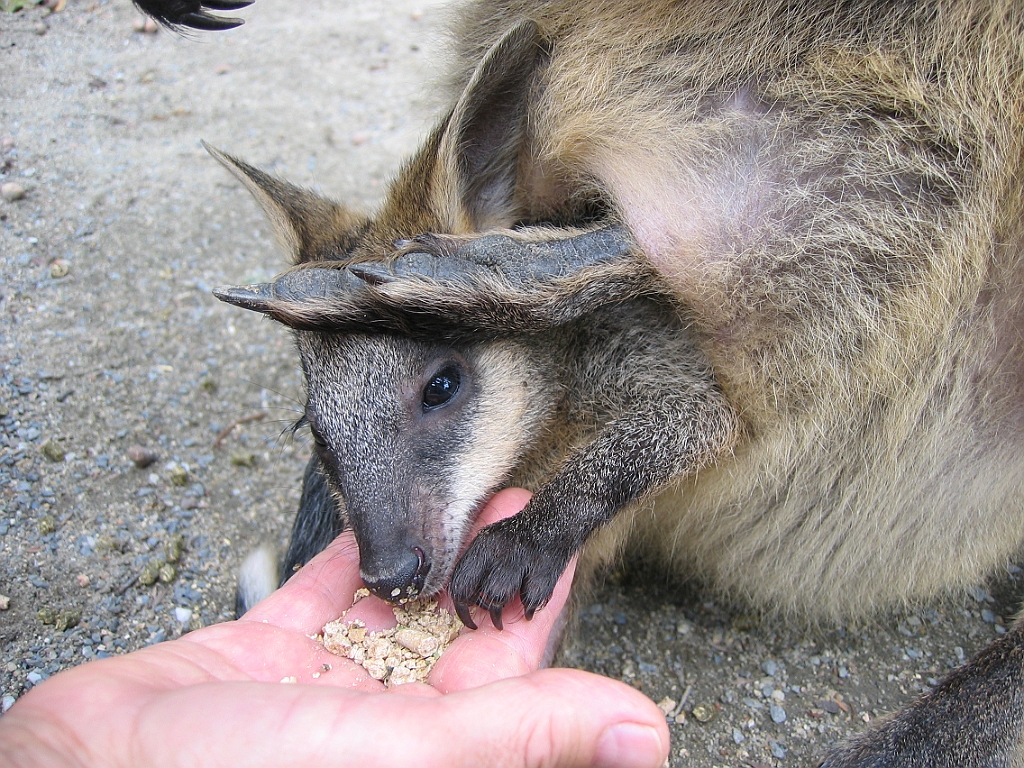 086 Port Douglas Wildlife Habitat.jpg